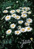 Leucanthemum Nanus 'Silver Princess'